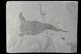 Eurypterus (Sea Scorpion) Fossil - New York #86883-1
